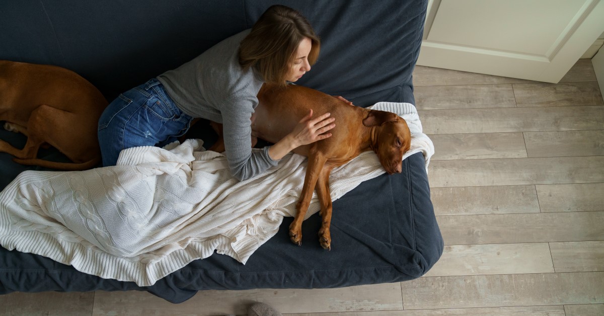 Ask Dr. Jenn: My dog is throwing up and asking to use the bathroom often. Should I take her to the vet?